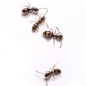A1Exterminators odorous ants