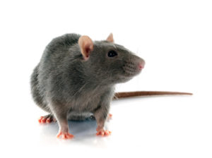 A1 Exterminators Rat Control - Rodent Control and Pest Control