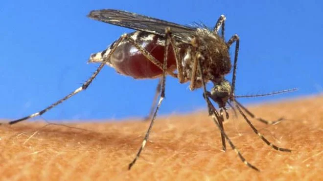 A1Exterminators mosquitodengue