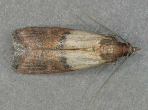 A1Exterminators 4f21ed43eb61d.image