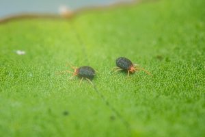 A1Exterminators clover mite