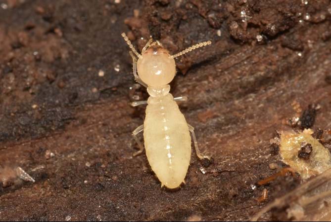 Formosan Termite