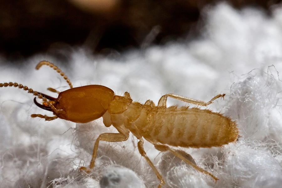 A1 Exterminators Formosan Termite Control