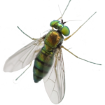 A1 Exterminators Greenhead Fly Silo Control