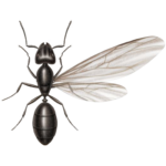 A1 Exterminators Ant Swarmer Pest Control