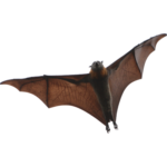 A1 Exterminators Bat Wildlife Control