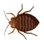 A1 Exterminators Bed Bug Pest Control