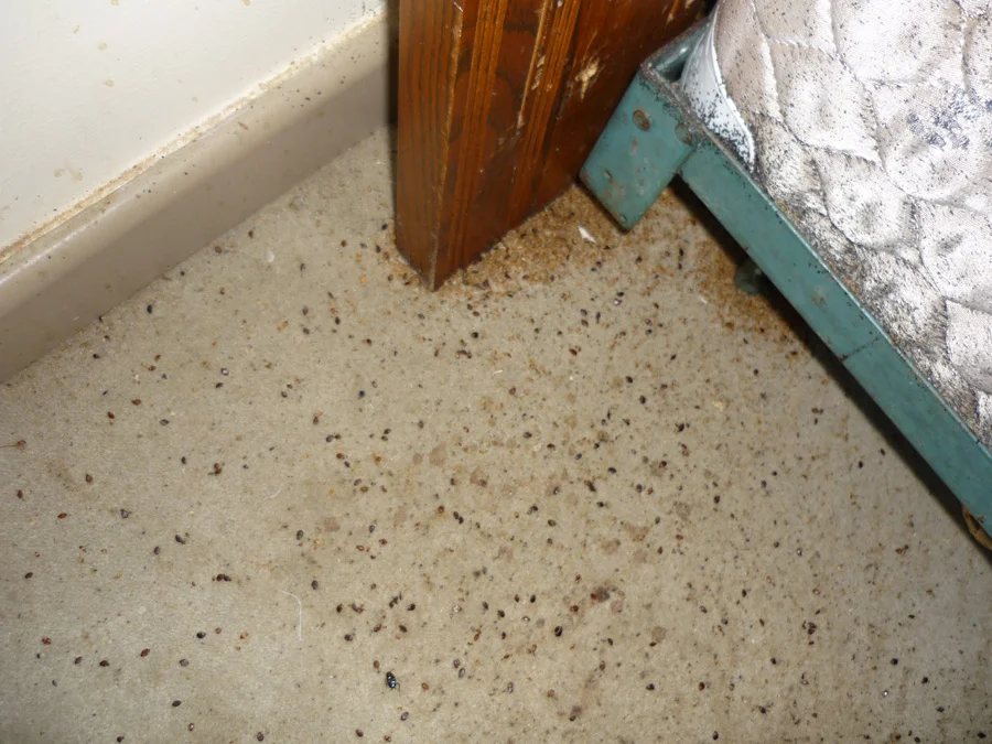 Bed Bugs And Hardwood Floors: Effective Prevention & Removal Tips