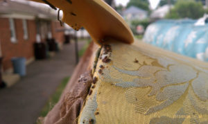 A1Exterminators Everything Homeowners Need To Know About Bed Bugs 3 A1 Exterminators Bed Bugs Couch Infestation - Pest Control