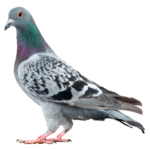 A1 Exterminators Pigeons Wildlife Control