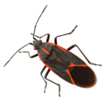 A1 Exterminators Box Elder Bug Pest Control