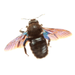 A1 Exterminators Carpenter Bee Control