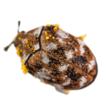 A1 Exterminators Carpet Beetle Pest Control