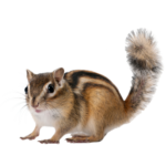 A1 Exterminators Chipmunks Wildlife Control