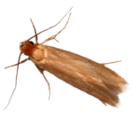 A1 Exterminators Clothes Moth Control