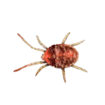 A1 Exterminators Clover Mite Pest Control