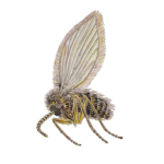 A1 Exterminators Drain Fly Pest Control