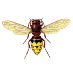 A1 Exterminators European Hornet Pest Control