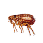 A1 Exterminators Flea Control