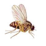 A1 Exterminators Fly Pest Control