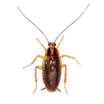 A1 Exterminators German Cockroach Control Pest Control