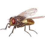 A1 Exterminators House Fly Pest Control