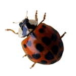 A1 Exterminators Lady Bug Pest Control