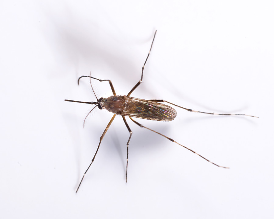 Mosquito A1 Exterminators