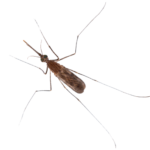 A1 Exterminators Mosquito Pest Control