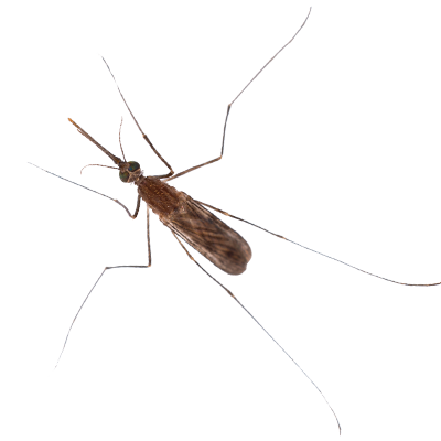 mosquito A1 Exterminators 