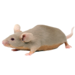 A1 Exterminators Mouse Rodent Control