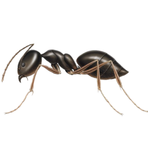 A1 Exterminators Odorous Ant Control