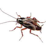 A1 Exterminators Oriental Cockroach Pest Control
