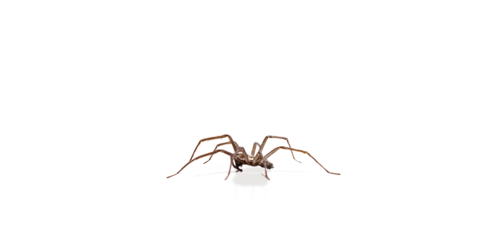 A1 Exterminators Spider Layer Pest Control