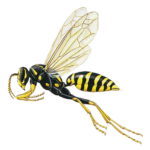 A1 Exterminators Paper Wasp Pest Control