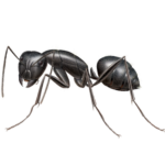 A1 Exterminators Carpenter Ant Pest Control