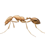 A1 Exterminators Pharoah Ant Pest Control