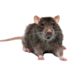 A1 Exterminators rodent removal North Andover
