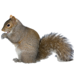 A1 Exterminators Squirrels Wildlife Control