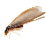 A1 Exterminators Termite Swarmer Pest Control