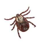 A1 Exterminators Tick Control