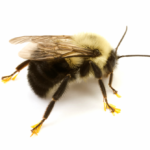A1 Exterminators Bumblebee