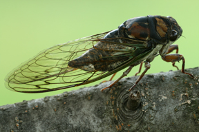 Cicada wings used as antibiotic to kill bacteria Cicada wings used as antibiotic to kill bacteria A1 Exterminators
