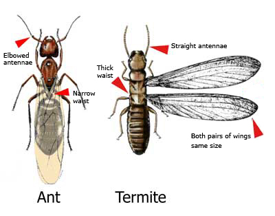 ant-swarmer-difference