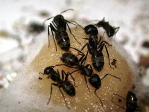 Carpenter Ant - Pest Control - A1 Exterminators