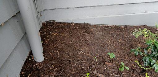 does-mulch-attract-insects-2