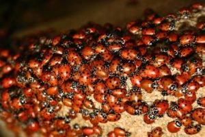 Ladybug infestation