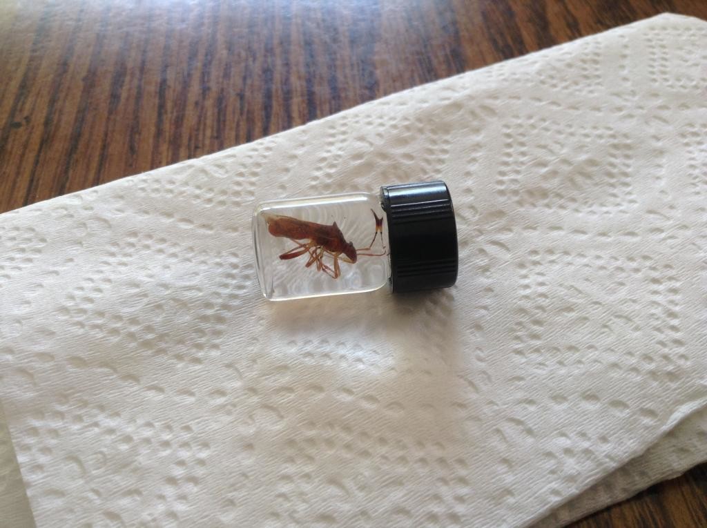 A1Exterminators How to Preserve Your Pests 1 image