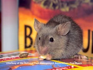 A1Exterminators 31 house mouse