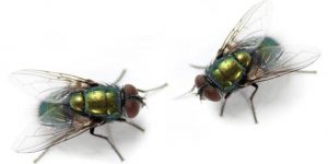 Cluster flies